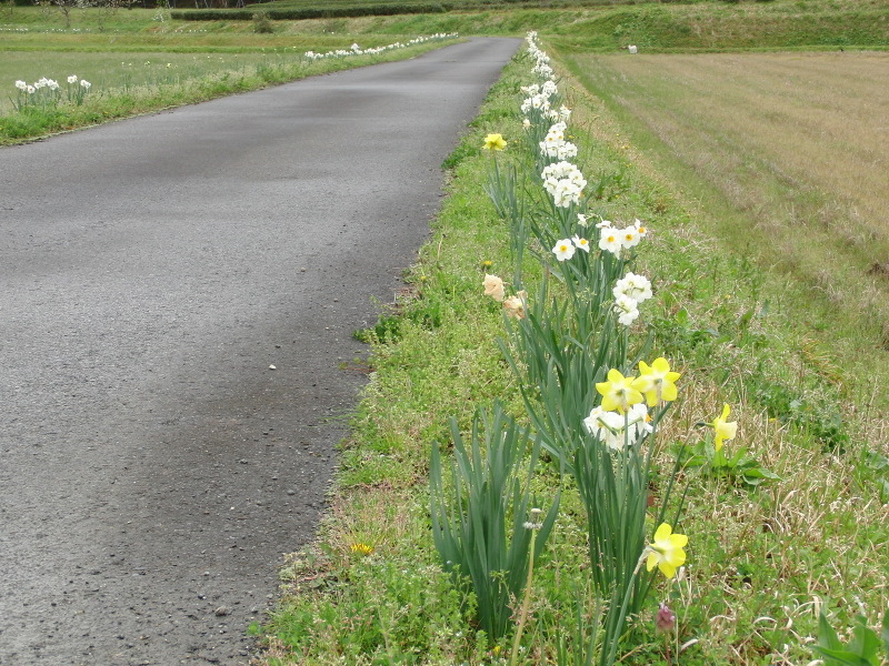 スイセン街道_f0111128_193181.jpg