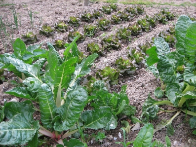 野菜畑の散歩_f0234936_092897.jpg