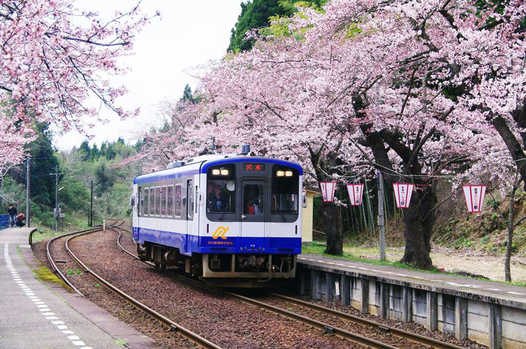 桜の駅_e0008237_15313379.jpg