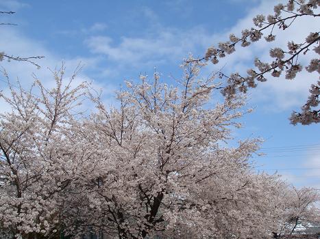 a0014840_2335533.jpg