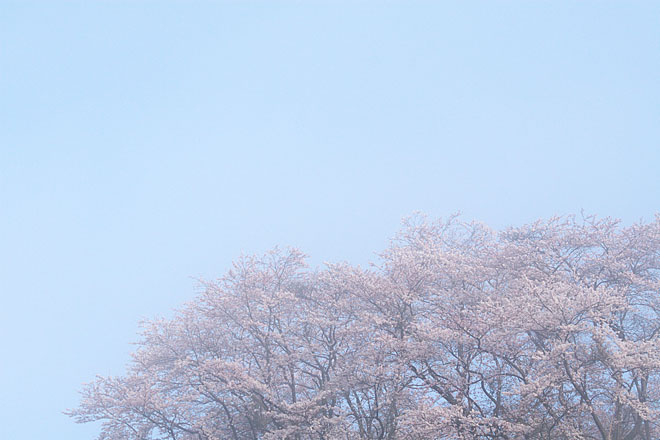 但馬桜行脚’１０　＃９_c0067040_22173270.jpg