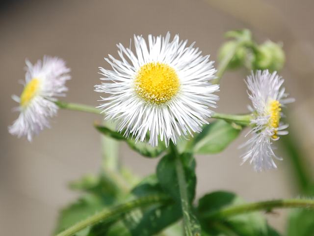 春紫苑 ハルジオン ポピュラーな花