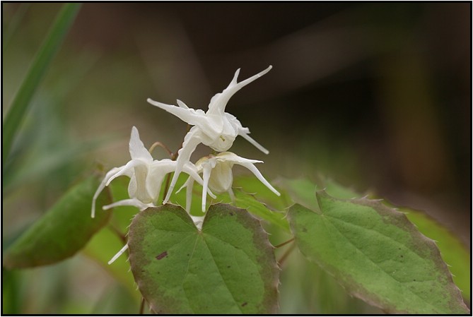 キバナイカリソウ 野草風薫