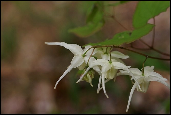 キバナイカリソウ 野草風薫 キバナイカリソウ 野草風薫