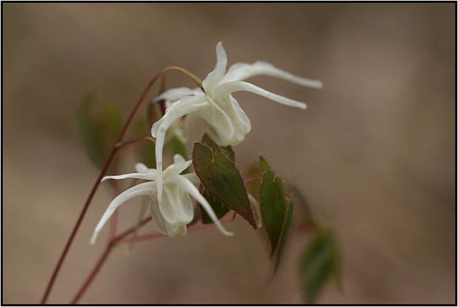 キバナイカリソウ 野草風薫 キバナイカリソウ 野草風薫