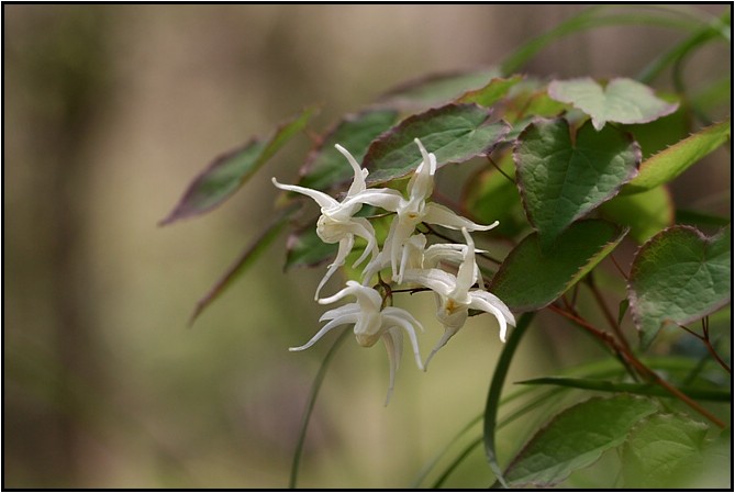 キバナイカリソウ 野草風薫 キバナイカリソウ 野草風薫