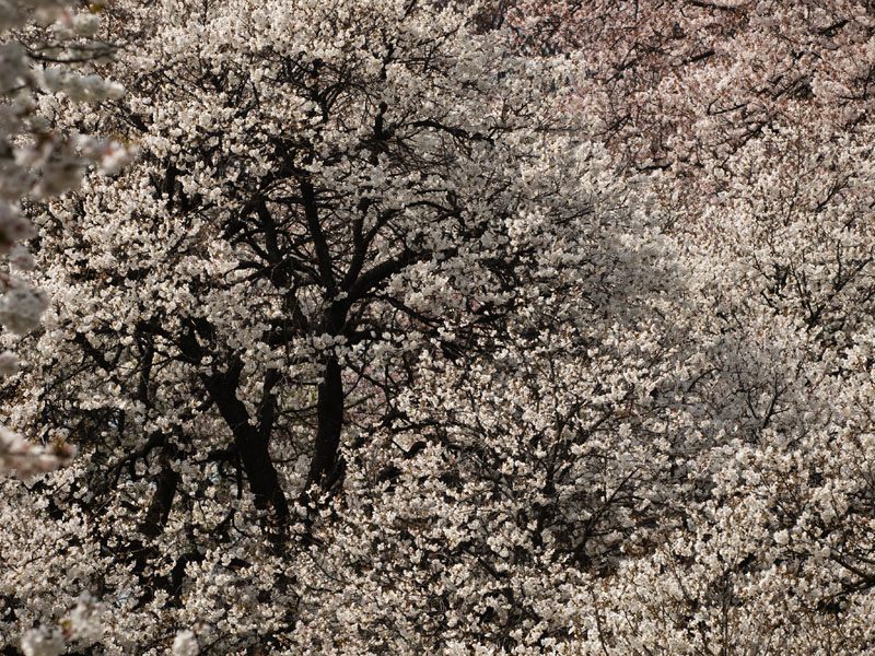 昼下がりの桜_b0187052_22203268.jpg