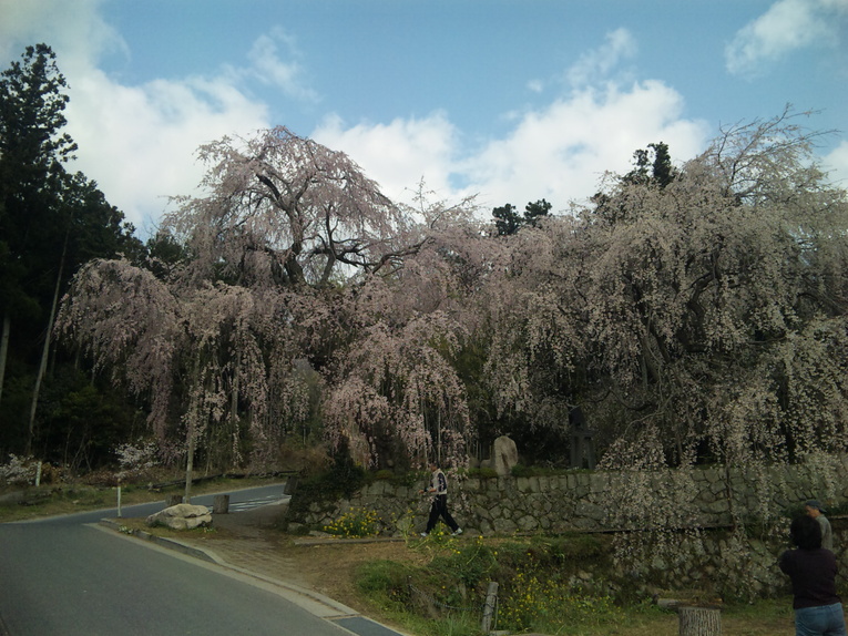 神原のシダレザクラ_a0060360_1846236.jpg