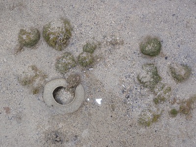 c0180460_08132.jpg