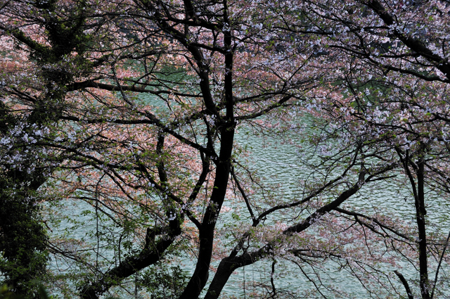 花冷えや雀膨らみ一羽二羽　（千鳥ヶ淵桜狩り）_a0031363_0133891.jpg