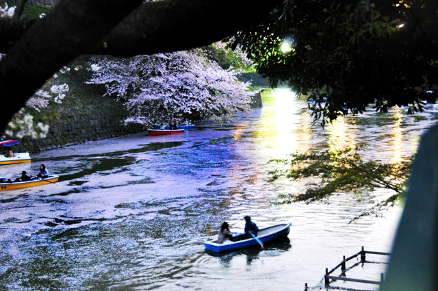 花冷えや雀膨らみ一羽二羽　（千鳥ヶ淵桜狩り）_a0031363_0154211.jpg