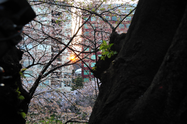 花冷えや雀膨らみ一羽二羽　（千鳥ヶ淵桜狩り）_a0031363_034029.jpg