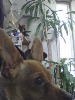 a0091865_13314192.jpg