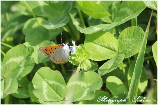 野に咲く花と昆虫達_d0102968_76384.jpg