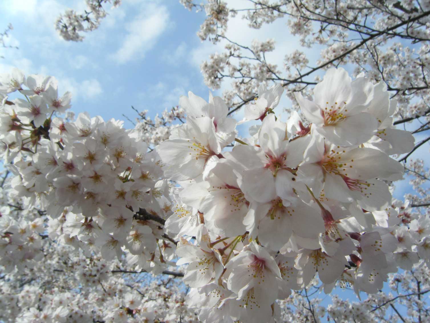 桜_d0084771_10374046.jpg