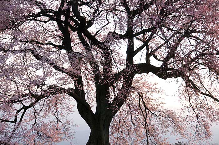 わに塚の桜２_c0085877_650575.jpg