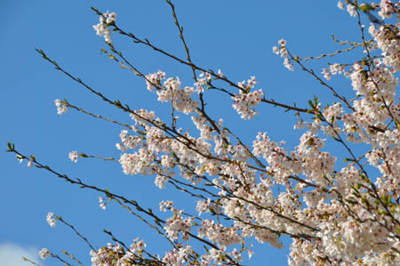 桜・寒・そして、桜ふたたび_f0077877_23593770.jpg