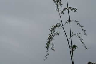 2010年4月17日 ひと山越えれば_b0098584_73849.jpg