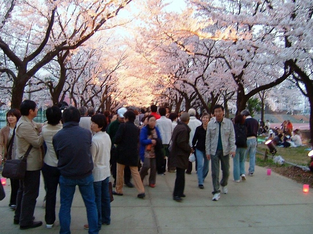 城址公園の桜満開！_e0065084_1122010.jpg
