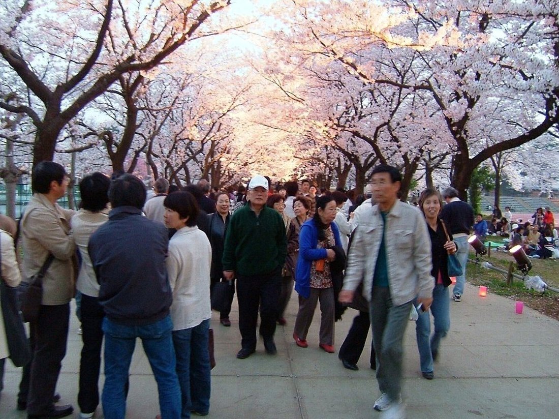 城址公園の桜満開！_e0065084_1123930.jpg