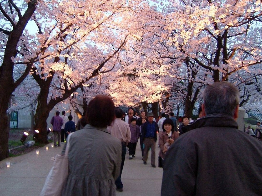 城址公園の桜満開！_e0065084_113149.jpg