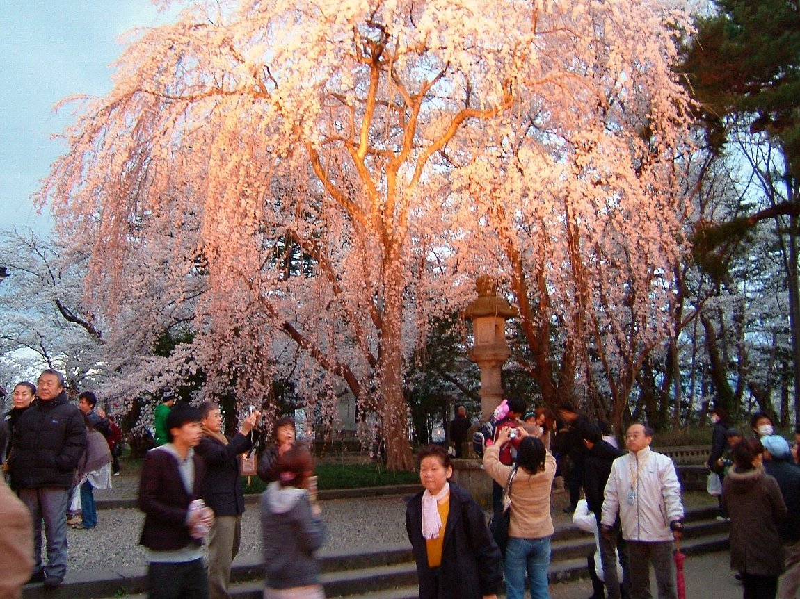 高田城址公園の桜！_e0065084_19474116.jpg