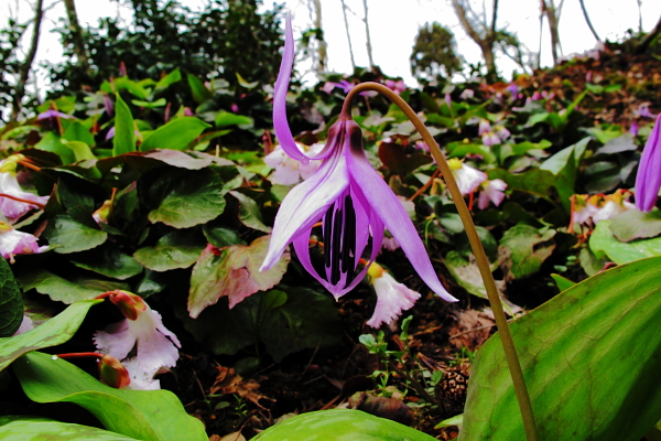 カタクリの花とイワウチワ_e0104684_17251389.jpg