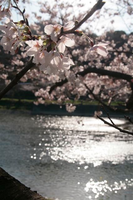 河川敷の桜_c0099086_8101436.jpg