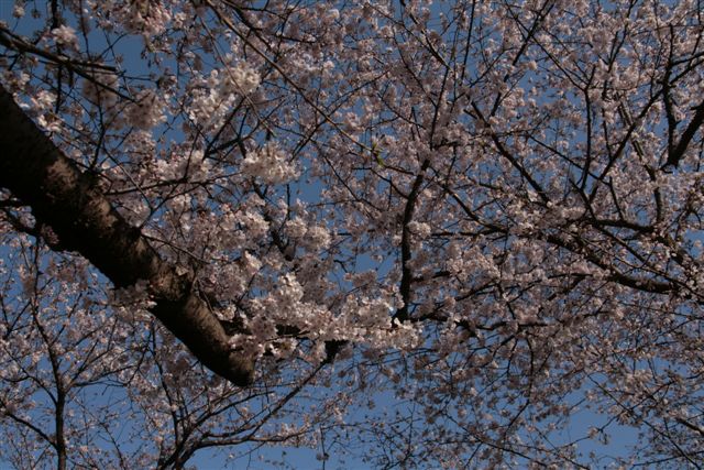 河川敷の桜_c0099086_811131.jpg