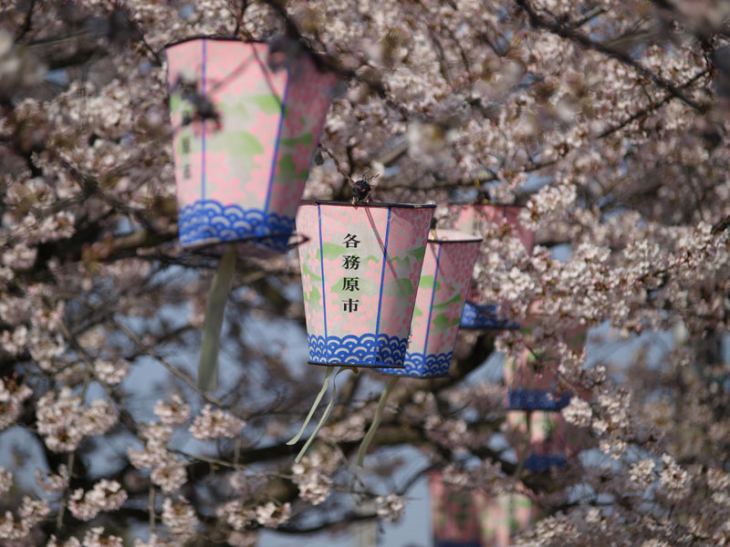 No 101 岐阜県 各務原市桜まつり 木彫りの熊 Photo Gallery