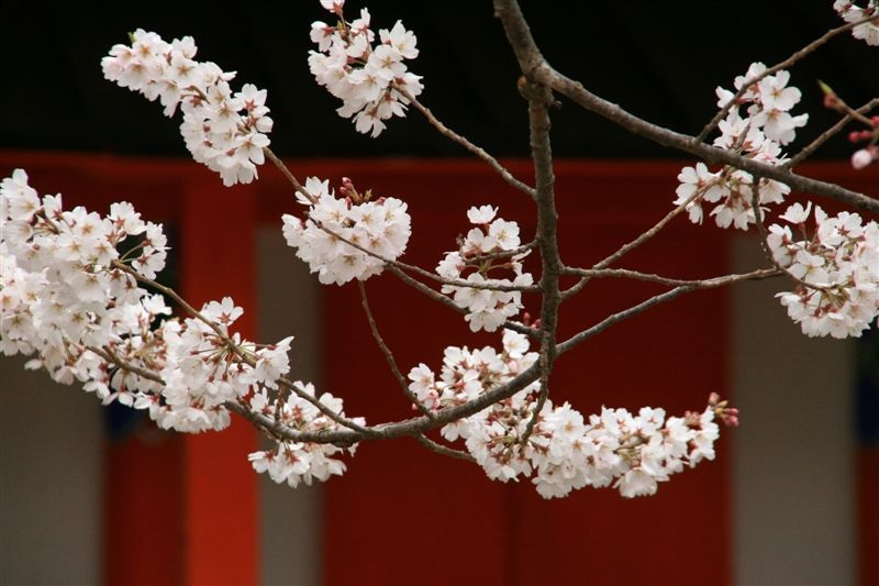 872-桜・道成寺1　（10/03/31）_c0208389_7533624.jpg