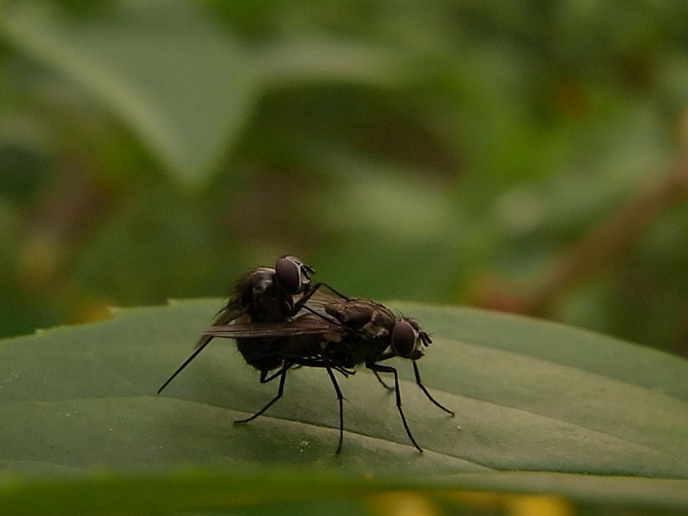 ハエの交尾 写ればおっけー コンデジで虫写真 ハエの交尾 写ればおっけー コンデジで虫写真