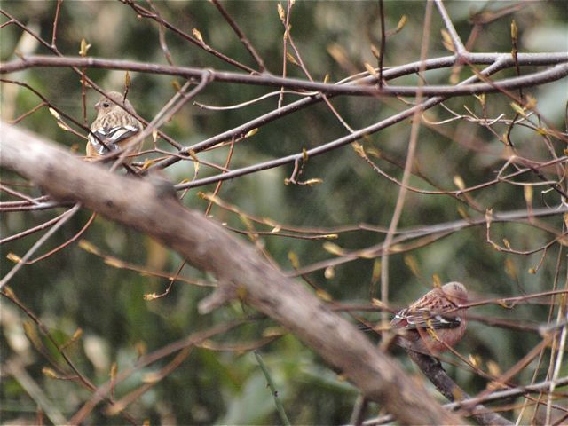 カワラヒワ、オオアカゲラ、ベニマシコ_b0162791_2152995.jpg