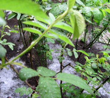 d0099791_10341567.jpg