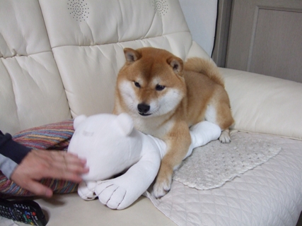 ニトリで買った ぬいぐるみ 柴犬 ひろゆきと さもない毎日 週末自宅カフェ里音 りをん 一之江 笑い療法士のいるカフェ 趣味好房 織