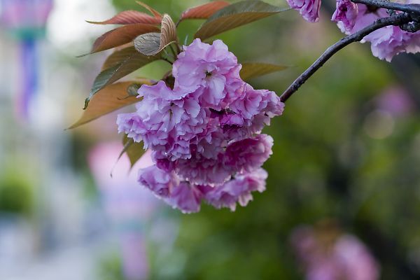 桜並木の八重桜_e0193503_15544122.jpg