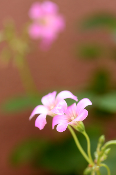 c0011204_23444458.jpg