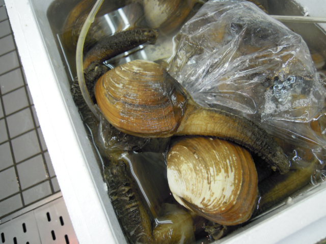 e0028505_4484461.jpg