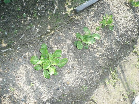 c0165909_10344836.jpg