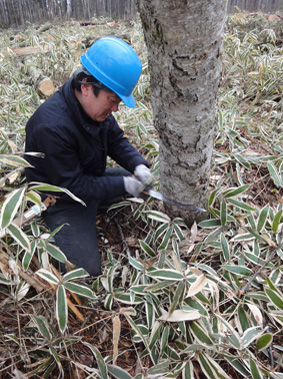 長野県原村の「エコラの森」の間伐作業に参加しました。_c0195909_1605886.jpg