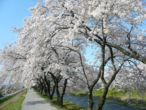 桜・舟川２・100418_a0026413_10554578.jpg