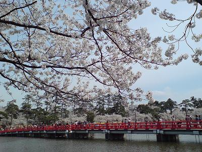 家族で高田公園の花見に行ってきました_d0015124_18533450.jpg