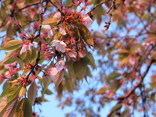 桜まつり最終日に特別なインプレッサを比較テスト_f0076731_1510272.jpg