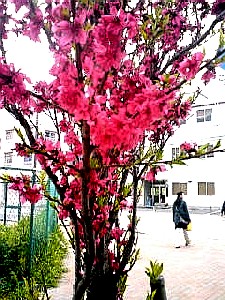 神戸・長田にステキな花を発見!!#411_e0068533_22205641.jpg