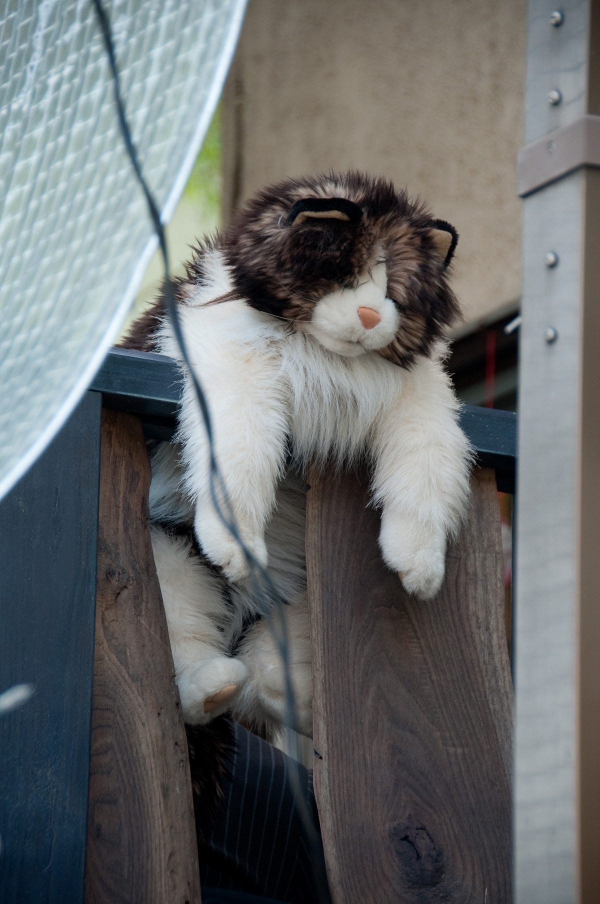 谷中に猫を見に行く。by塾長_b0142435_2051545.jpg