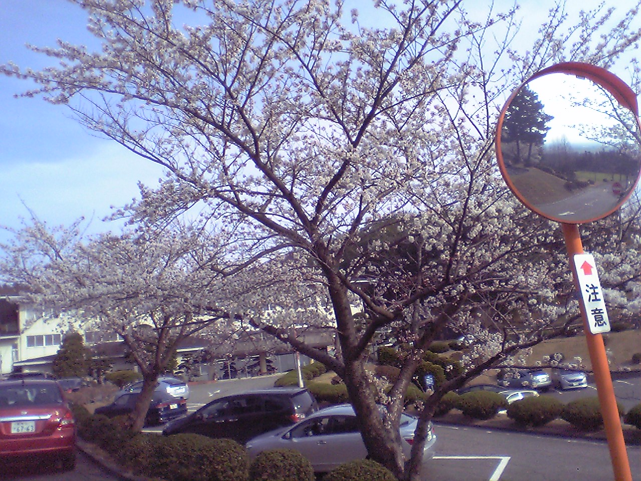 ようやく春！桜咲く！　　アンサーアイアン　テスト_c0117936_19305772.jpg