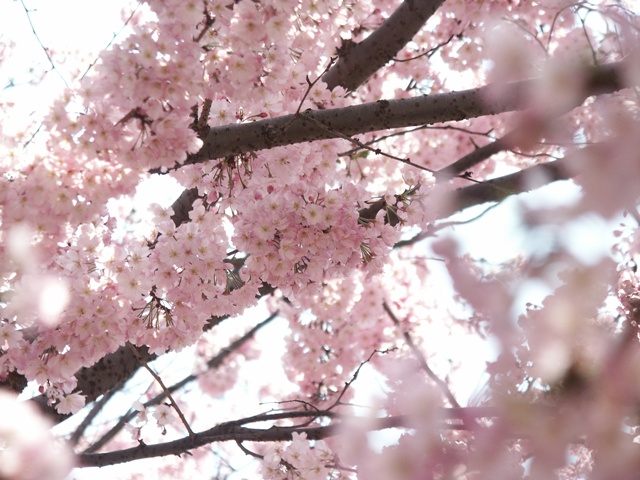 造幣局の花見　行ってきました_c0130136_23344521.jpg