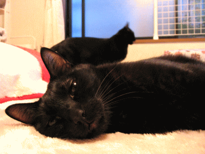 a0166338_19512240.gif