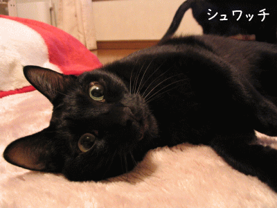 a0166338_19513550.gif