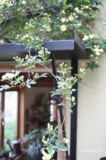 多肉植物のタワー　♪_a0132041_21104249.jpg